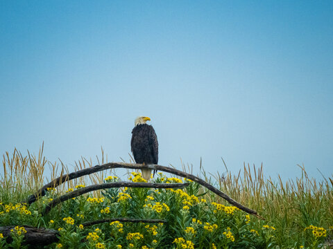 Bald Eagle (Haliaeetus leucocephalus) perched above beach wildflowers in Hallo Bay, Katmai National Park, Alaska