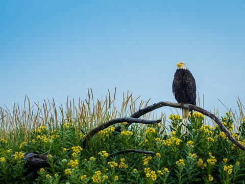 Bald Eagle (Haliaeetus leucocephalus) perched above beach wildflowers in Hallo Bay, Katmai National Park, Alaska