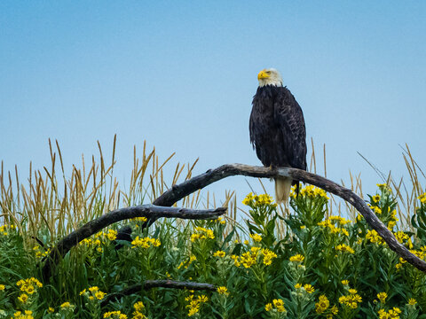 Bald Eagle (Haliaeetus leucocephalus) perched above beach wildflowers in Hallo Bay, Katmai National Park, Alaska