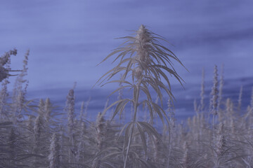 infrared photography - ir photo of a marijuana leafe on a cannabis farm - hemp field