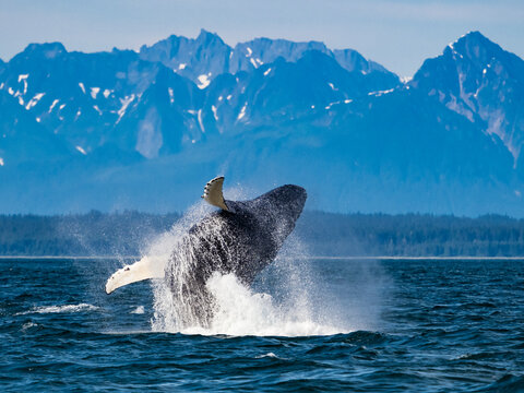 Sequence 2, Breaching Whale, Humpback Whale (Megaptera novaeangliae) jumps above the water in Icy Strait, Alaska's Inside Passage