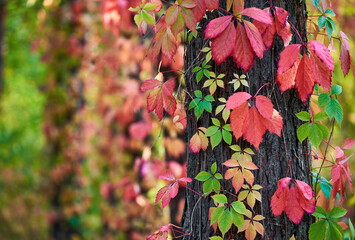 Parthenocissus quinquefolia (Virginia creeper) in autumn colors climbing a tree trunk - obrazy, fototapety, plakaty