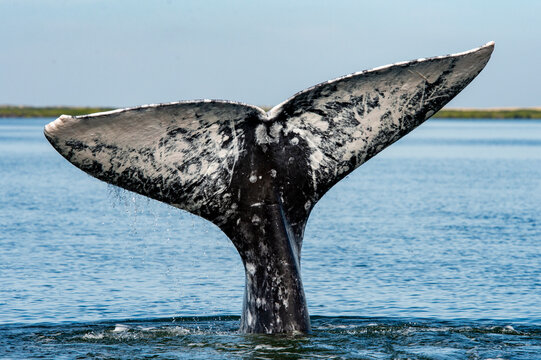 gray whale (Eschrichtius robustus) whale fluke