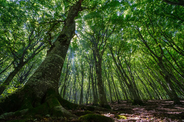 Fototapeta premium forest in the morning