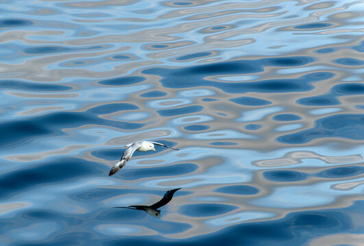 Northern fulmar (Fulmarus glacialis) flying low over the Bering Sea