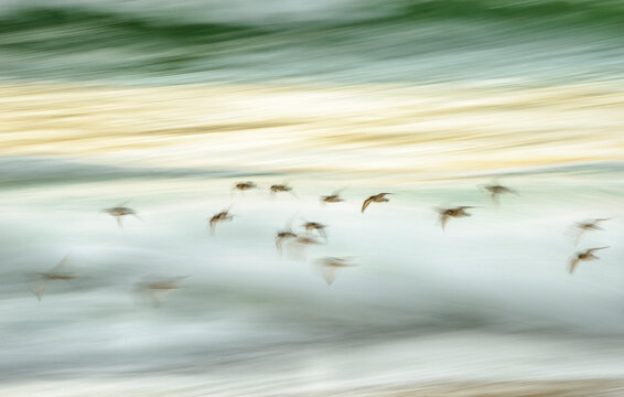 A group of shorebirds flies along the surf at sunset at the Isle of Harris, Scotland