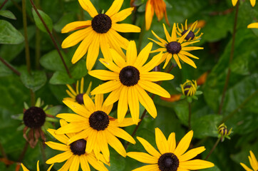 Obraz premium Black-Eyed Susans blooming in a Garden