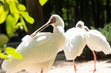 Spoonbill and ibis bird portrait