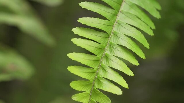 fern leave close up, tropical polypodiales background. Can represent ecology ot the rain forest