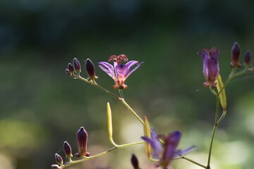 Toad lily flowers. Liliaceae perennial plants. It grows in the shade and blooms from summer to autumn. 