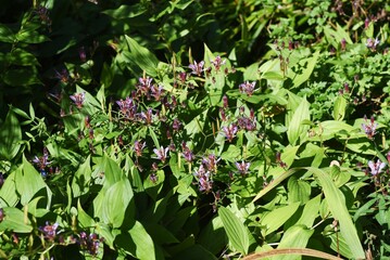 Toad lily flowers. Liliaceae perennial plants. It grows in the shade and blooms from summer to autumn. 
