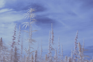 infrared photography - ir photo of a marijuana leafe on a cannabis farm - hemp field