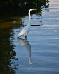 A Great Egret common in Florida waters looks for food.