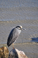 A Crested Night Heron poses at water's edge.