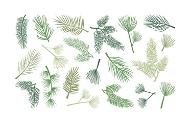 Christmas fir branch and pine cone, holly plant and evergreen tree, cedar twig icon, New Year decoration. Hand drawn vector illustration