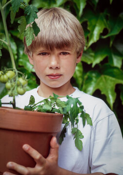 Boy standing in front of green leafy wall holding a Tomato Plant in a pot