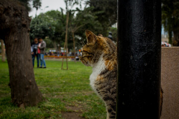 Bengal cat in a park