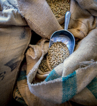 Scoop in sacks of fresh coffee beans
