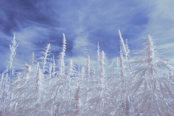 infrared photography - ir photo of a marijuana leafe on a cannabis farm - hemp field