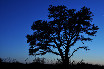 Fototapeta na wymiar Deep Blue Tree