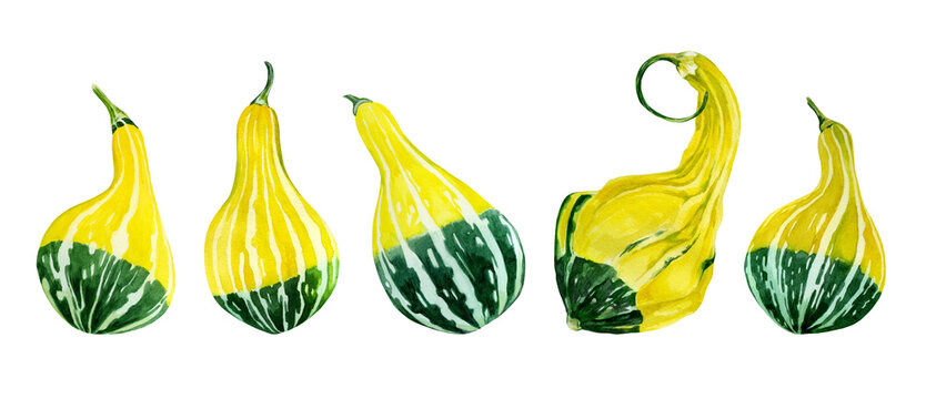 Set of watercolor decorative bicolor pear pumpkins. Isolated on white background. Best for autumn festive decor. Thanksgiving day. Harvest festival decor