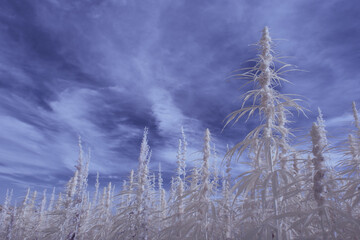 Obraz premium infrared photography - ir photo of a marijuana leafe on a cannabis farm - hemp field