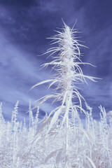 infrared photography - ir photo of a marijuana leafe on a cannabis farm - hemp field