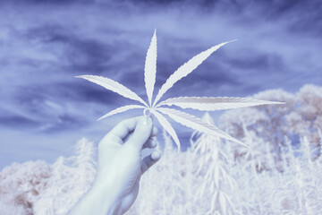 infrared photography - ir photo of a marijuana leafe on a cannabis farm - hemp field