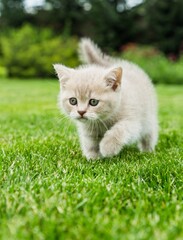 Naklejka na ściany i meble Kitten Playing on the Grass