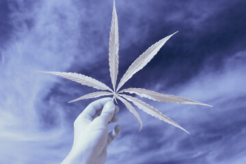 infrared photography - ir photo of a marijuana leafe on a cannabis farm - hemp field