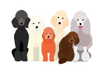 various colorful standard poodles sitting group