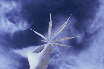 infrared photography - ir photo of a marijuana leafe on a cannabis farm - hemp field