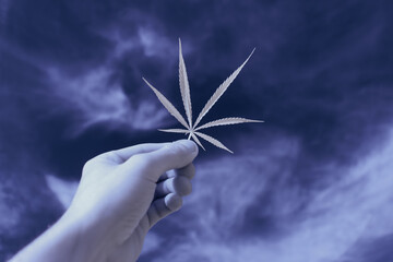 infrared photography - ir photo of a marijuana leafe on a cannabis farm - hemp field
