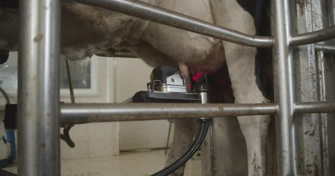 Automated process of a modern milking machine. Robot hand and innovative technologies in agricultural industry. Agricultural industry. Robot milking cow