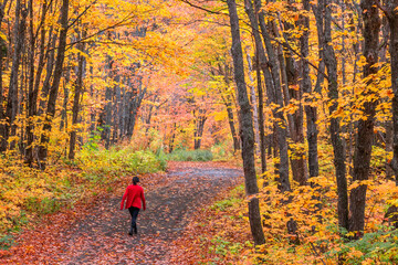 Autumn scenes under fogy day	