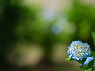優しい日和に咲く水色の紫陽花