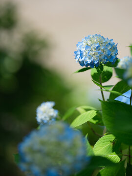 西洋紫陽花 Images Browse 265 Stock Photos Vectors And Video Adobe Stock