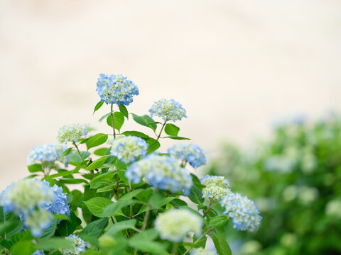 西洋紫陽花 Images Browse 247 Stock Photos Vectors And Video Adobe Stock