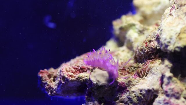 Video of Mediterranean amazing colorful nudibranch - Flabellina affinis