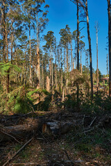 Stunning Mountain Ash Tree's, Surviving The Recent Catastrophic Storms In The Dandenong Range's