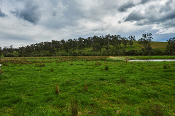 Fototapeta na wymiar Green Paddocks and Pasture Of Country Victoria, In Springtime
