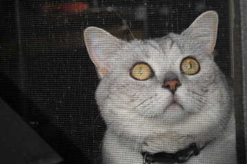 cat on a window