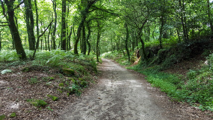 path in the woods