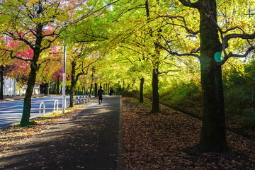 秋の朝の小径・三色彩道
