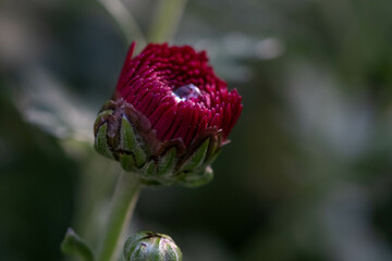 red budding flower with water droplet 