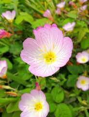 ピンクの花のアップ写真