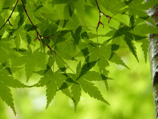 green leaves background