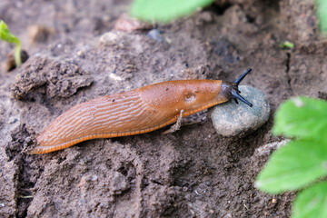 Spanish slug Arion vulgaris snail crawls along a garden ground, invasive brownish dangerous pest agriculture, harmful harvest eater