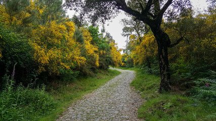 road in autumn