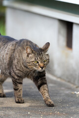 【動物】野良猫【社会問題】